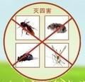 桥东区灭鼠公司哪家最好 桥东区灭鼠公司费用
