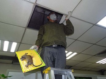 居家防护指南 如何高效解决北京周边跳蚤侵扰问题