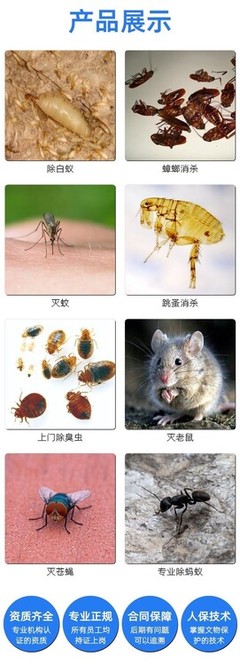 长春市消杀公司免费上门检测除蟑螂灭老鼠