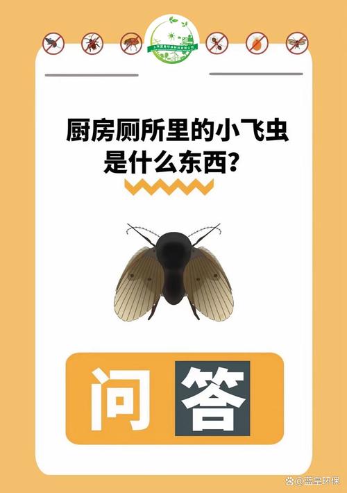卫生间小飞虫怎么除？上海专业除虫公司上门杀虫消杀虫害